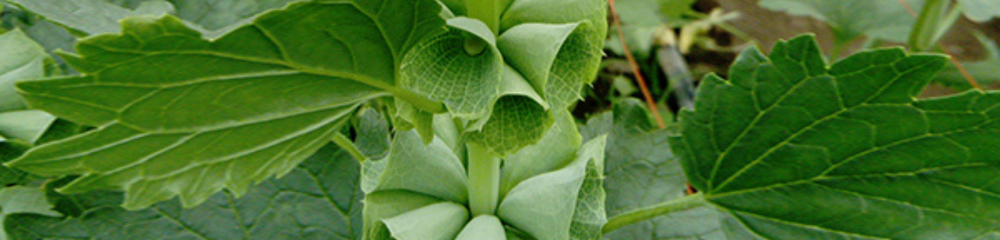 Matthioli Flowers