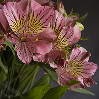 ALSTROEMERIA AMPOSTA