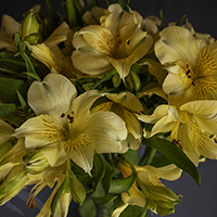 ALSTROEMERIA CHEESECAKE