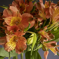 ALSTROEMERIA CINAMON