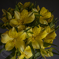 ALSTROEMERIA COPACABANA