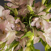 ALSTROEMERIA DUBAI