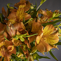 ALSTROEMERIA JAFFA