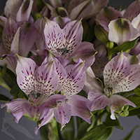 ALSTROEMERIA OKINAWA