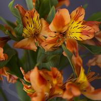 ALSTROEMERIA ORANGE QUEEN
