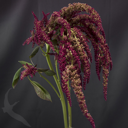 AMARANTHUS RED UP RIGHT