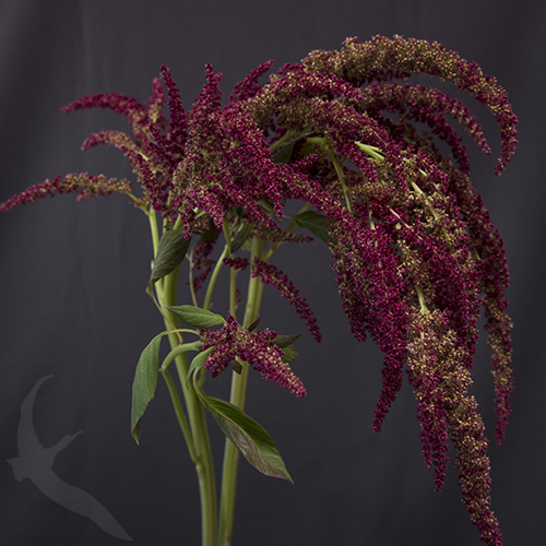 AMARANTHUS RED UP RIGHT