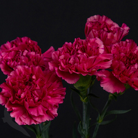 CARNATION BERNARD