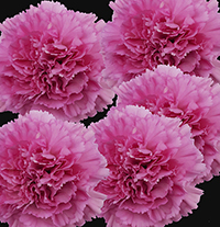 CARNATION BIRMANIA