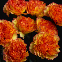CARNATION BOIRO