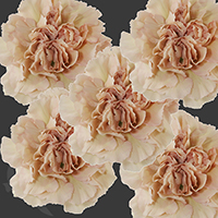 CARNATION CARAMEL