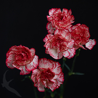 CARNATION CHARLIE