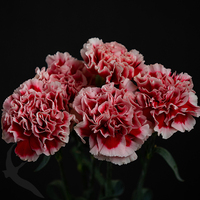 CARNATION CHEERIO
