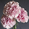 CARNATION CLEAN WATER