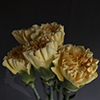 CARNATION CRIMEA