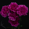 CARNATION FARIDA
