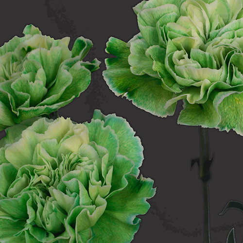 CARNATION GREEN POLY