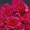 CARNATION HOT PINK MANDALAY