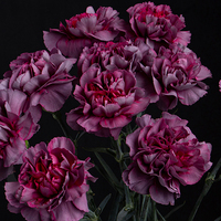 CARNATION HYPNOSIS