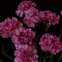 CARNATION JUBILE