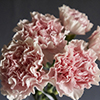 CARNATION JULIETA