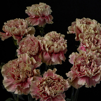 CARNATION MERLETTO CHERRY