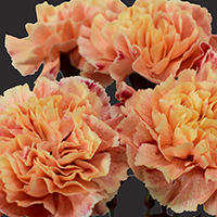 CARNATION MINAMI DYED AFRICAN SUNSET