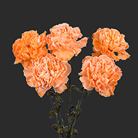 CARNATION MINAMI DYED APRICOT