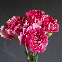 CARNATION MORZAT