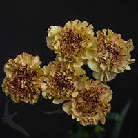 CARNATION PAOLETTO