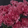 CARNATION PINK KLEOS