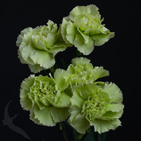 CARNATION PRADO MINT