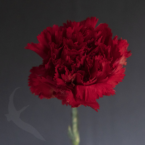 CARNATION RED ESQUIMO