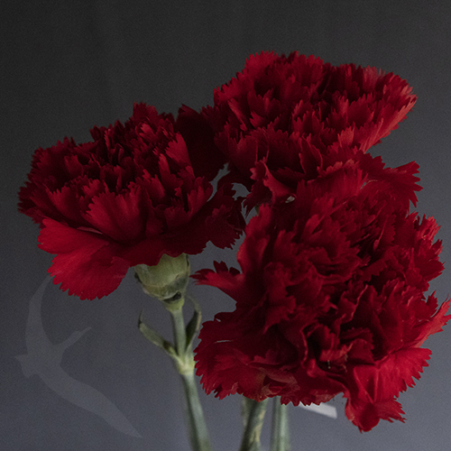 CARNATION RED ESQUIMO