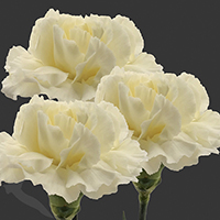 CARNATION RODAS