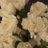 CARNATION WHITE