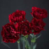 CARNATION ZURIGO