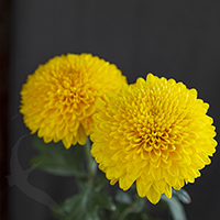 CREMON PALADOV SUNNY