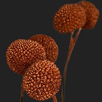 CRASPEDIA BRONZE METAL