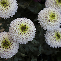 DISBUD BALL CAPUCCINO