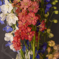 DELPHINIUM MIX