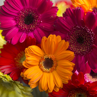 GERBERAS MINI MIX