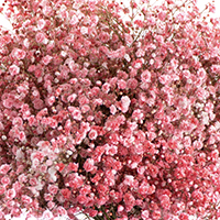 TINTED CORAL