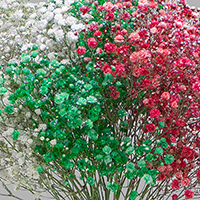 MULTICOLOR CHRISTMAS