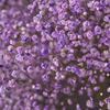 TINTED PURPLE