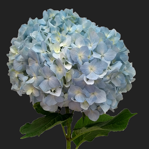 HYDRANGEA WHITE-BLUE
