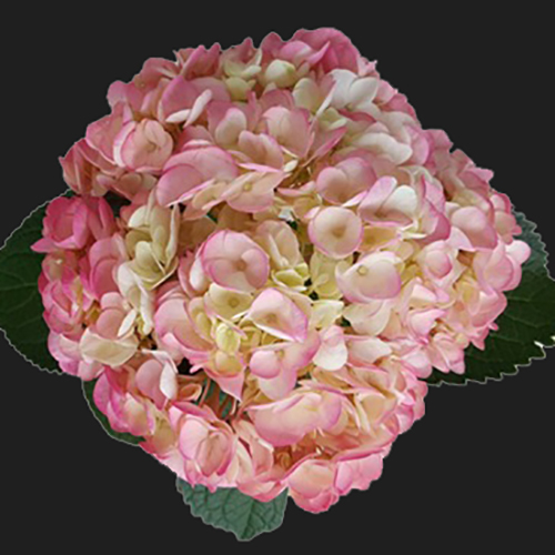 HYDRANGEA TINTED BABY PINK