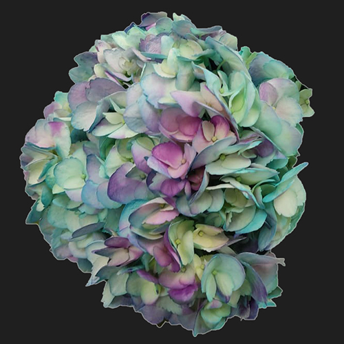 HYDRANGEA TINTED COTTON CANDY