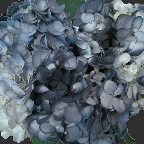 HYDRANGEA TINTED GRISE