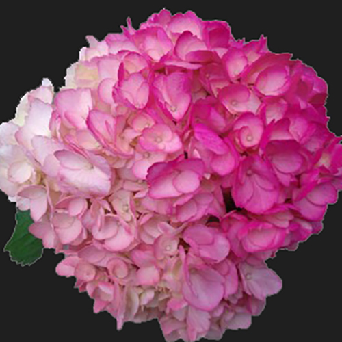 HYDRANGEA TINTED OMBRE ROSE